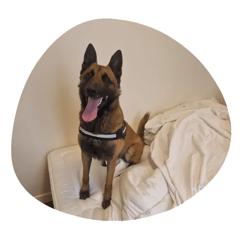 Chien détecteur de punaises de lit couché sur un matelas