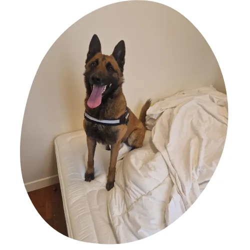 detection canine punaise