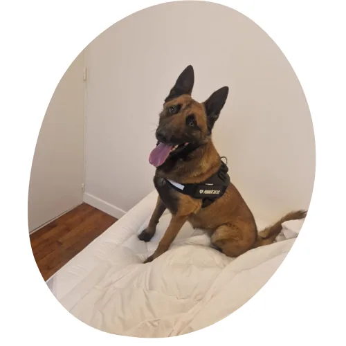 detection canine punaise