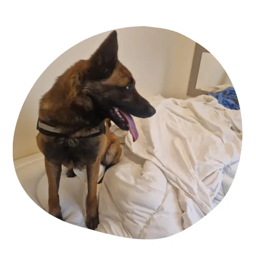 detection-canine-punaise