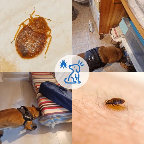 Détection Canine Punaise De Lit – Hauts-de-Seine 92 - DCPU détection canine