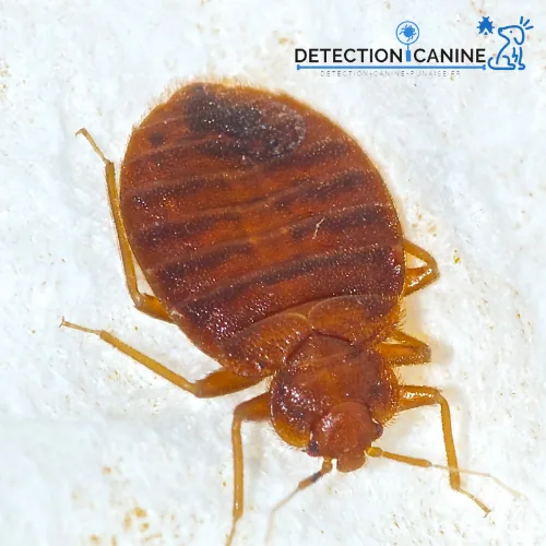 detection-canine-punaise
